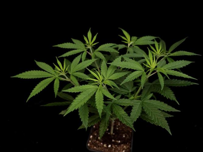 Power plant. Week 6