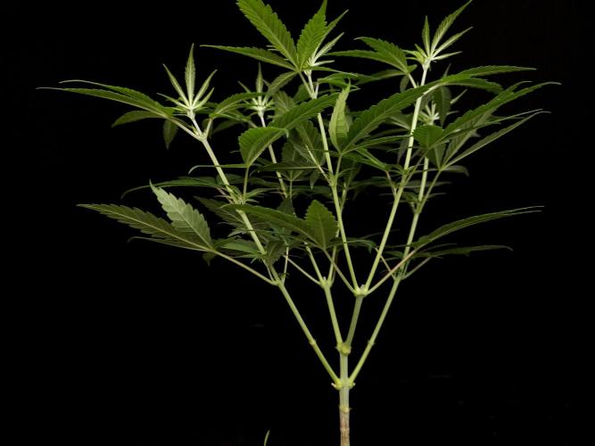 Power Plant. Week 6