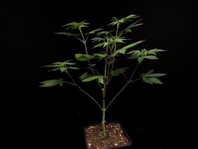 Girl Scoute Cookies. Week 6