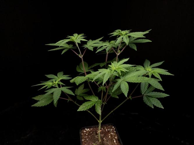 Girl Scoute Cookies. Week 6
