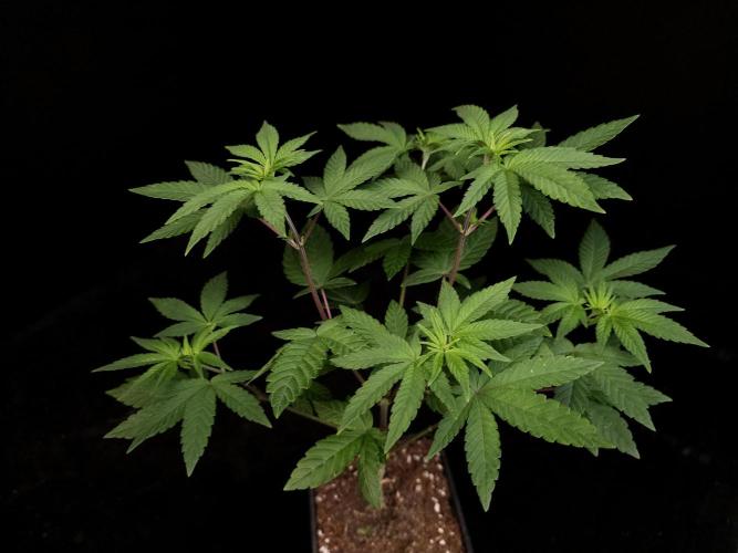 Girl Scoute Cookies. Week 6