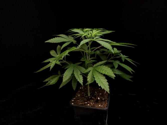 White Widow. Week 6