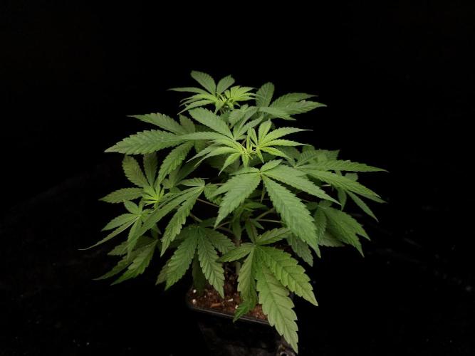 White Widow. Week 6