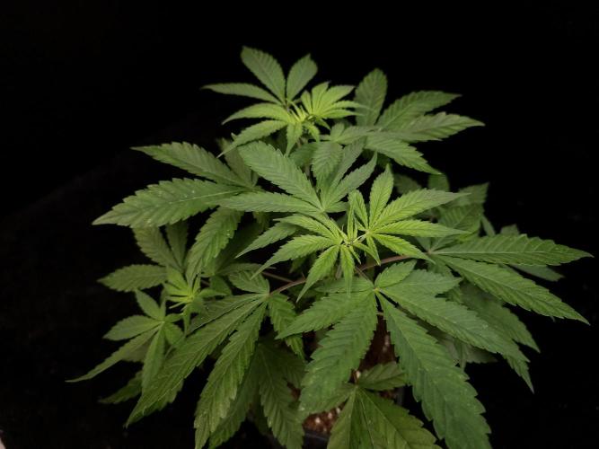 White Widow. Week 6