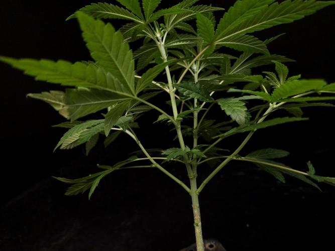 White Widow. Week 6