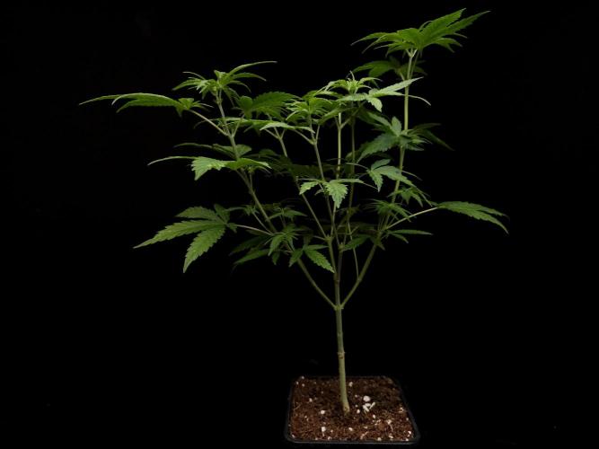 Zkittlez. Week 6