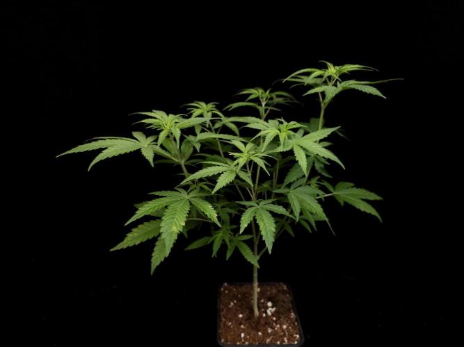 Zkittlez. Week 6