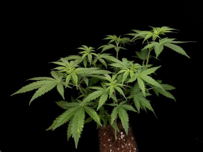 Zkittlez. Week 6