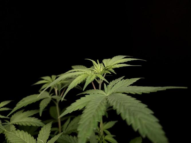 Zkittlez. Week 6