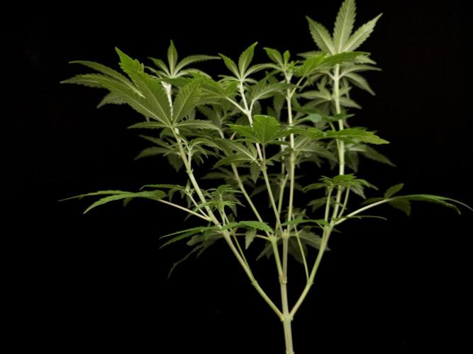 Zkittlez. Week 6