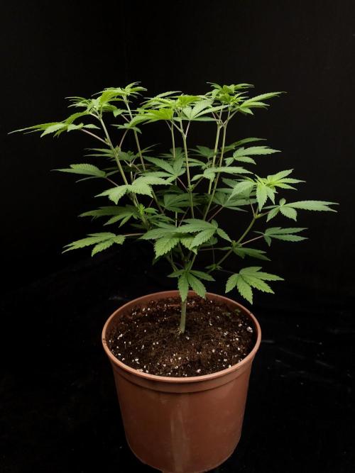 Sweet & Sour. Week 7