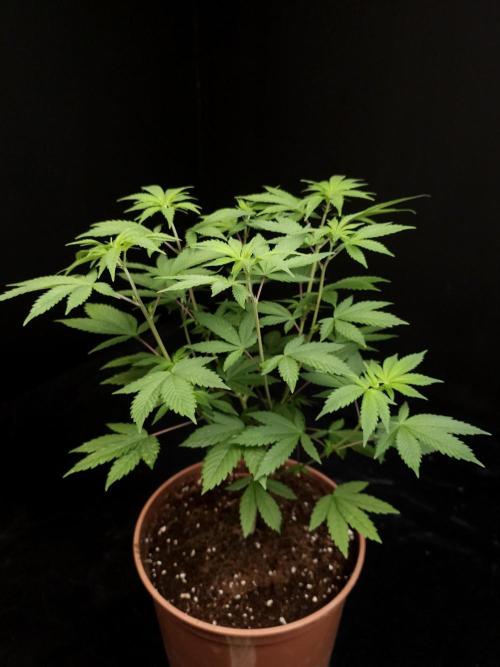 Sweet & Sour. Week 7