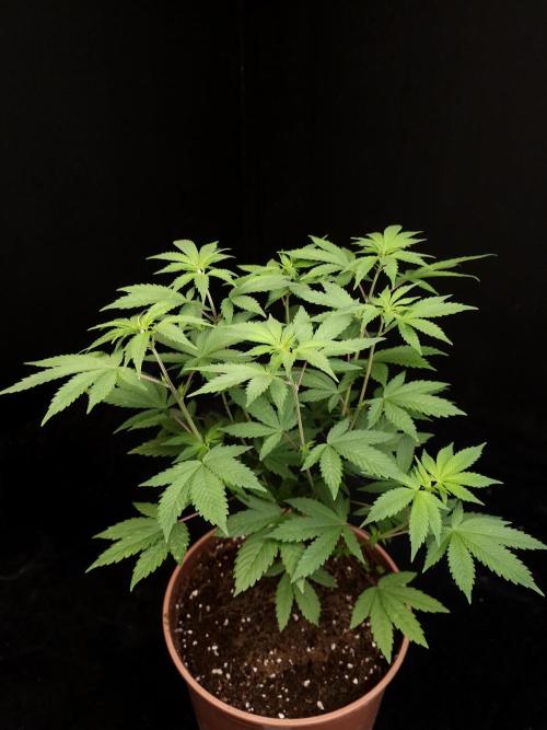 Sweet & Sour. Week 7