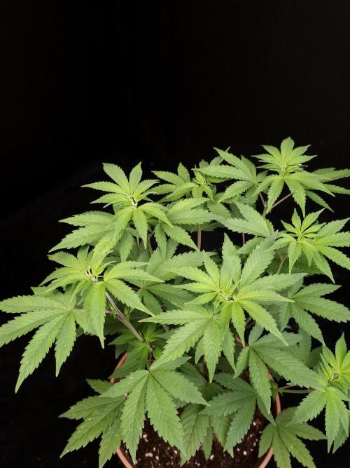 Sweet & Sour. Week 7