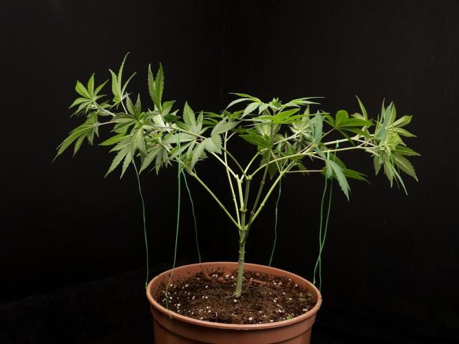 Sweet & Sour. Week 7
