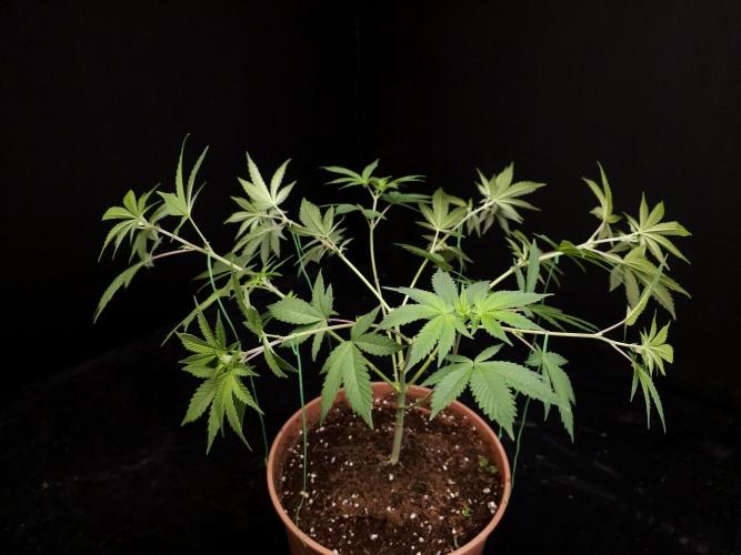 Sweet & Sour. Week 7