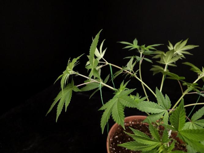 Sweet & Sour. Week 7