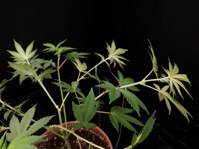 Sweet & Sour. Week 7