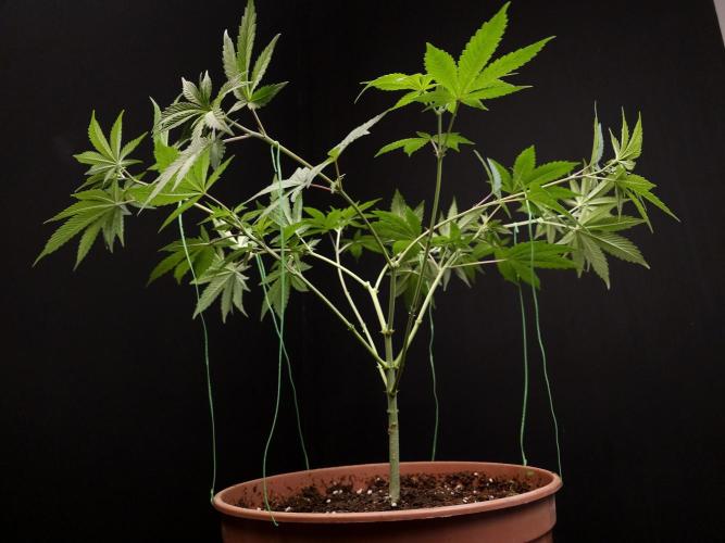 Sweet n Sour Indoor. Week 7