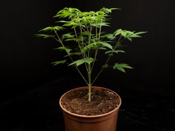 Snow White. Week 7