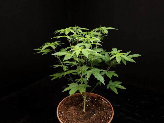 Snow White. Week 7