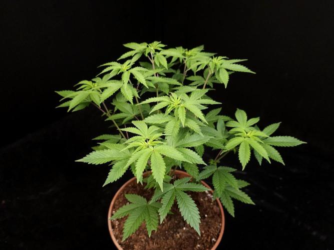 Snow White. Week 7