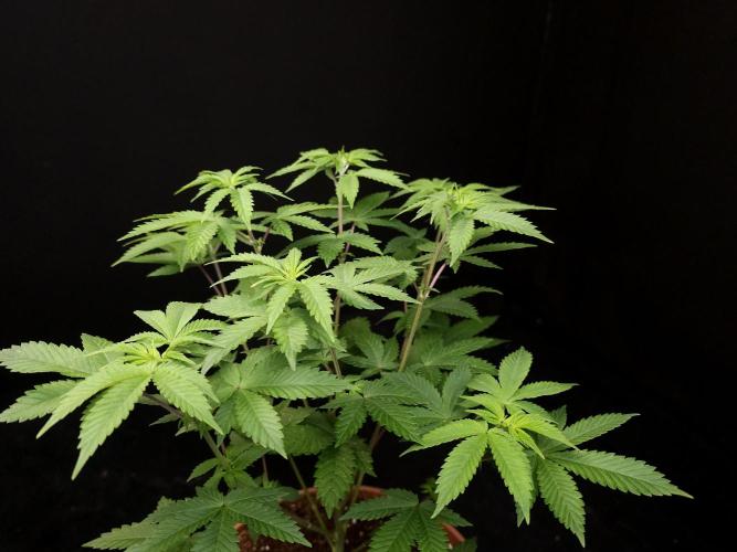 Snow White. Week 7