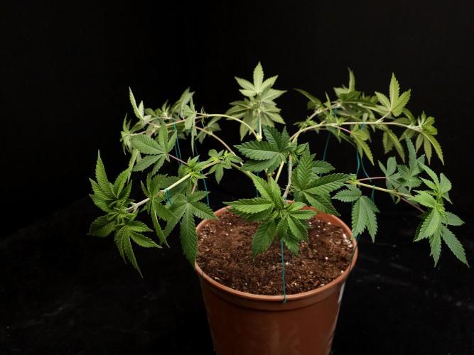 Snow White. Week 7