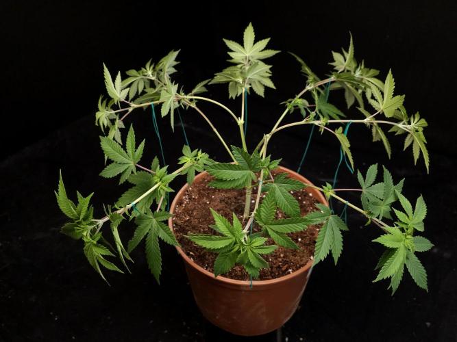Snow White. Week 7