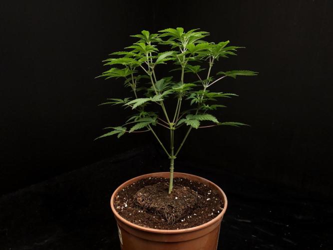 Skunk. Week 7