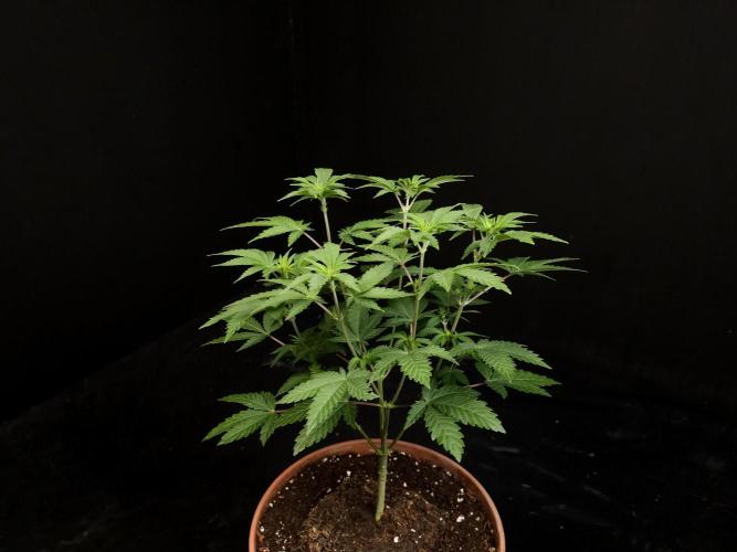 Skunk. Week 7