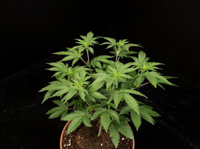 Skunk. Week 7