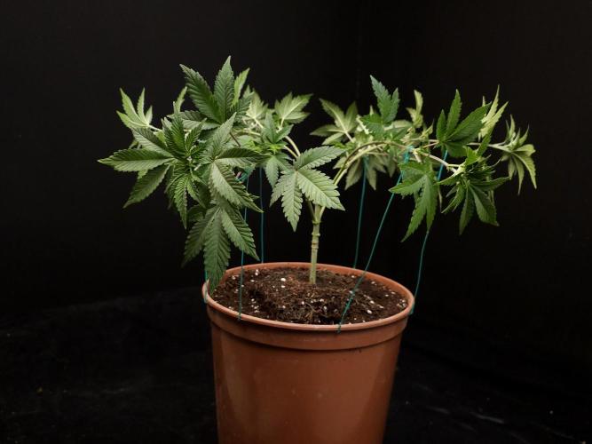Skunk. Week 7