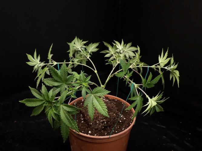 Skunk. Week 7