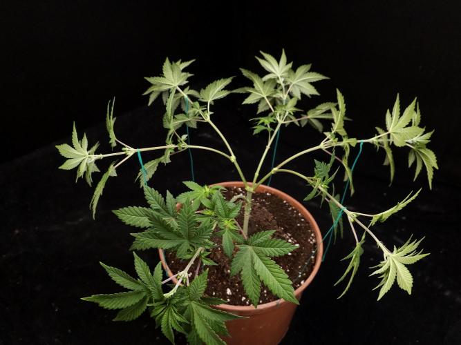 Skunk. Week 7