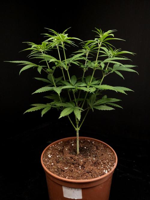 Power plant. Week 7