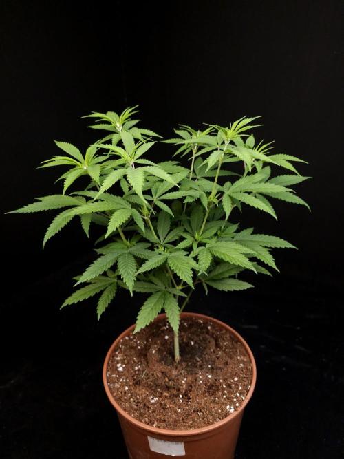 Power plant. Week 7