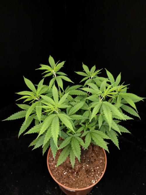 Power plant. Week 7