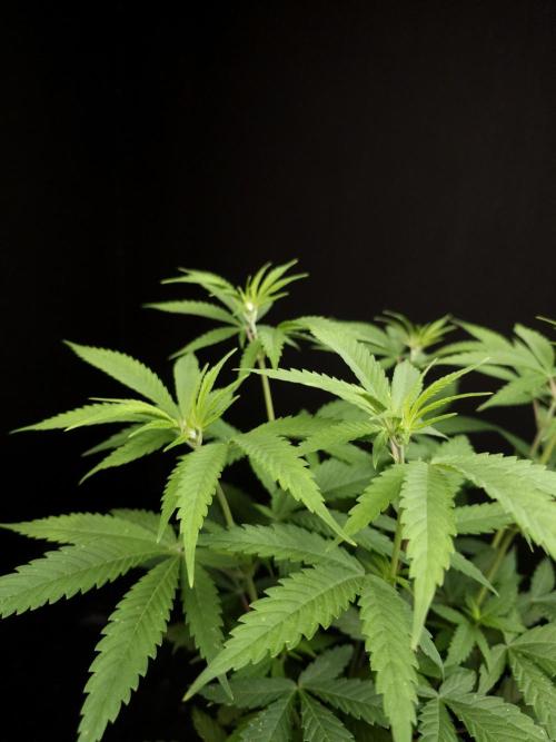 Power plant. Week 7