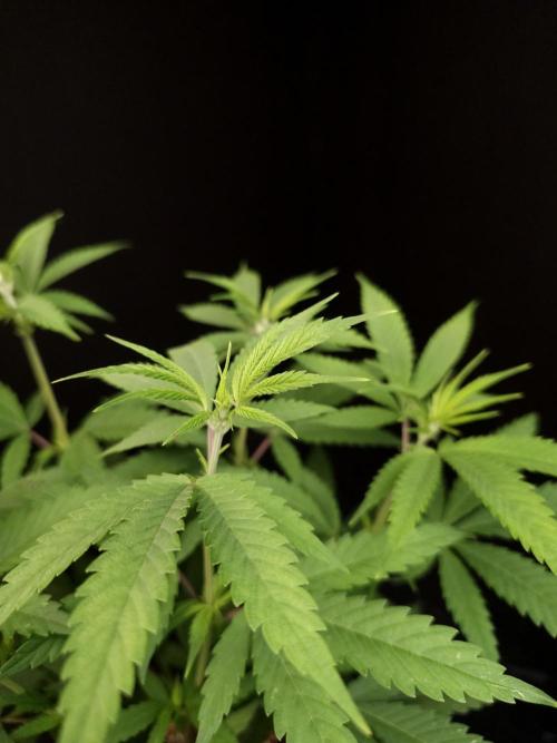 Power plant. Week 7