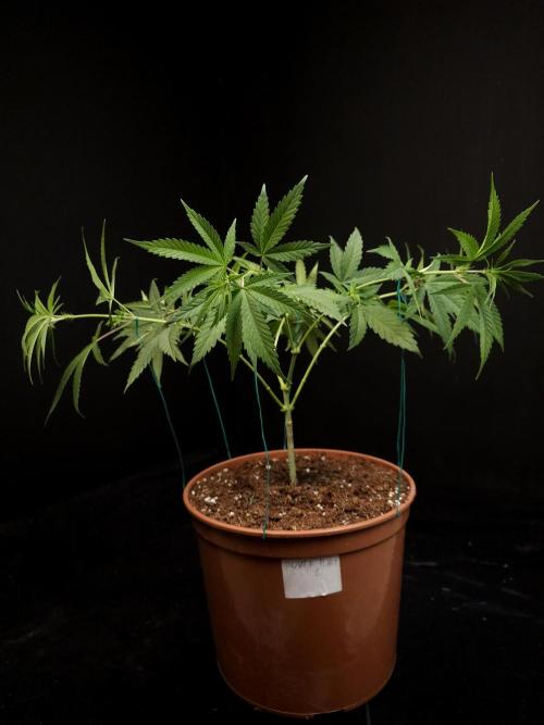 Power plant. Week 7