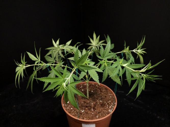 Power plant. Week 7