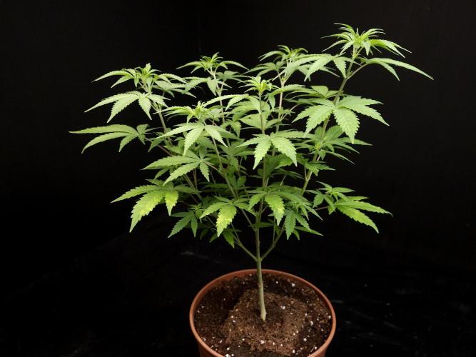 Zkittlez. Week 7