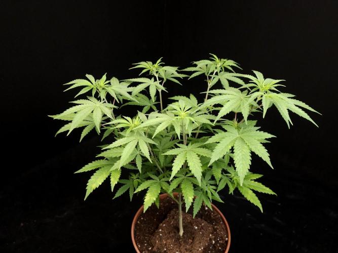 Zkittlez. Week 7
