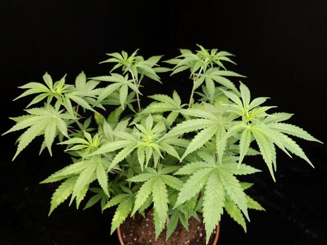 Zkittlez. Week 7