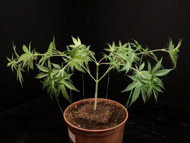 Zkittlez. Week 7