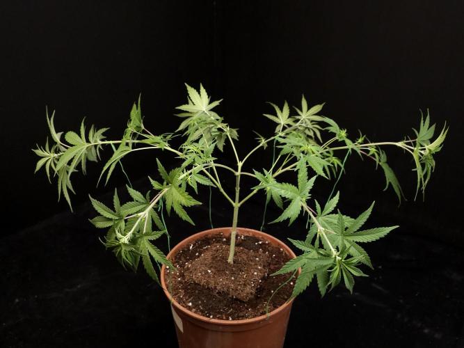 Zkittlez. Week 7