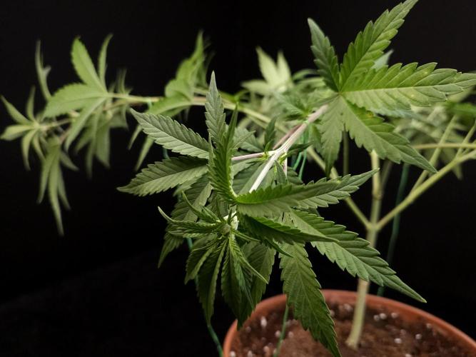 Zkittlez. Week 7