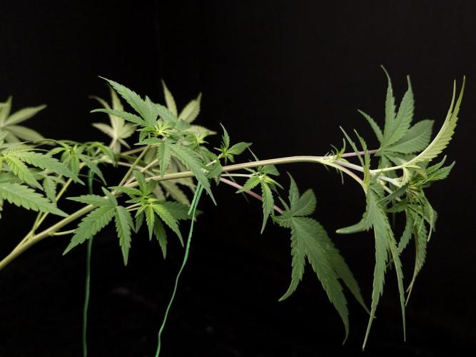Zkittlez. Week 7