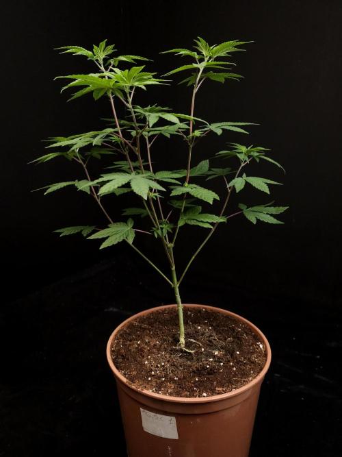 Girl Scoute Cookies. Week 7